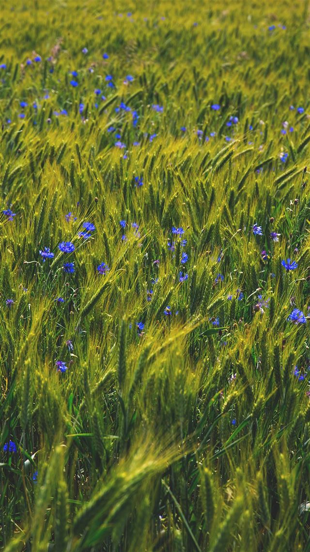 1080x1920 Flower Blue Nature Love Summer Day - vast iPhone 8 Wallpaper