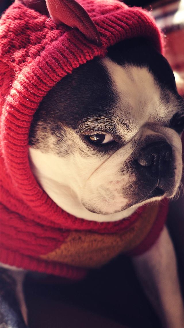 1080x1920 Bulldog Pet Cute Lovely - puppy iPhone 8 Wallpaper