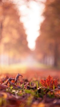 Maple Leaf Park Macro Bokeh wallpaper