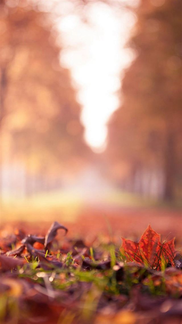 1080x1920 Maple Leaf Park Macro Bokeh - close up iPhone 8 Wallpaper