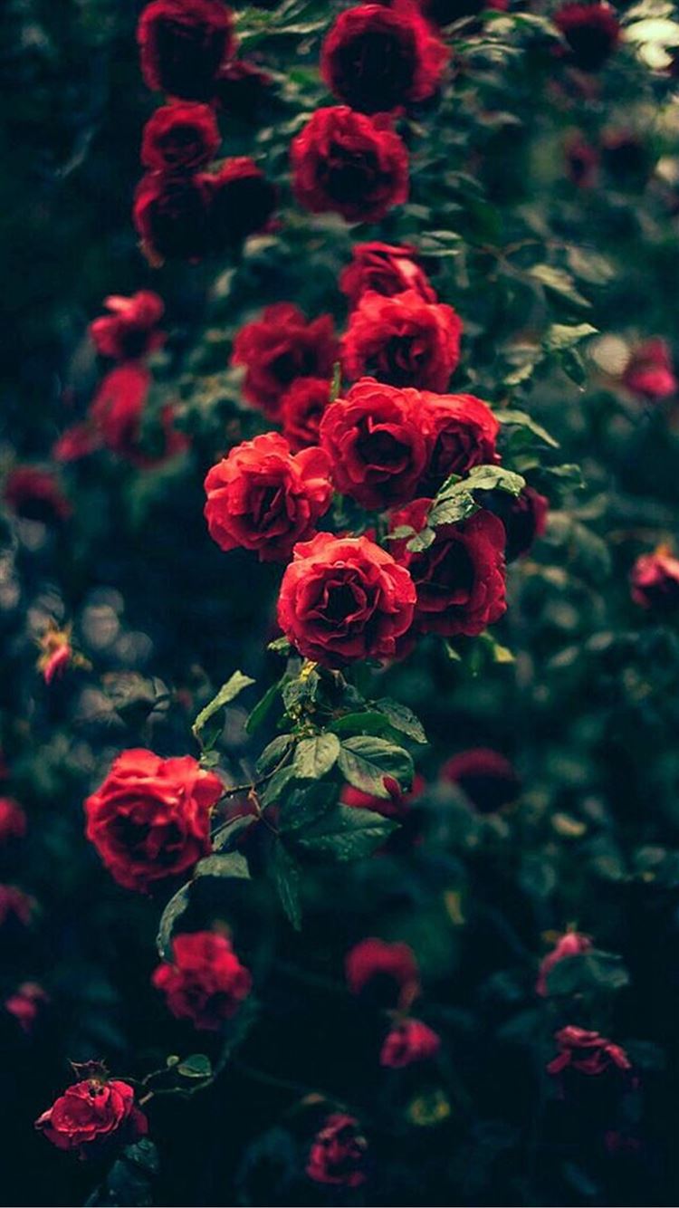 Beautiful Garden Red Roses Flowers Iphone 8 Wallpapers Free Download