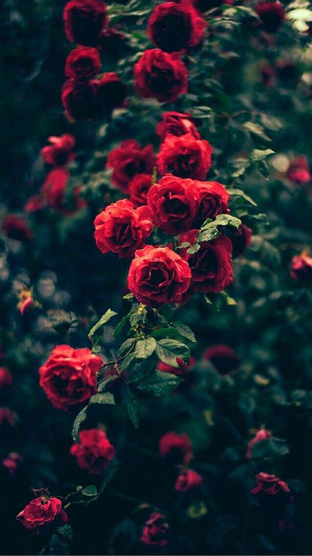 1080x1920 Beautiful Garden Red Roses Flowers -  iPhone 8 Wallpaper
