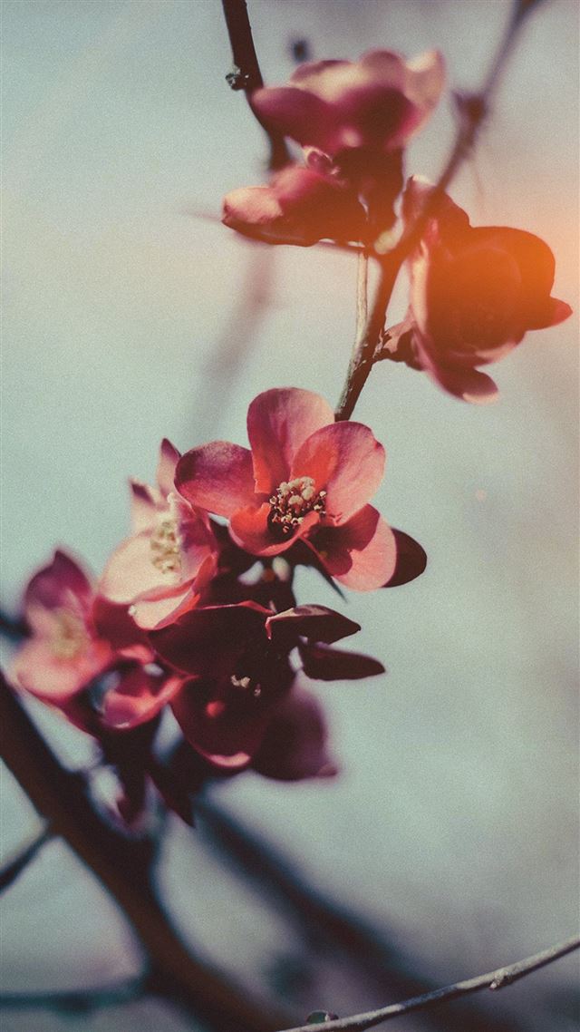 1080x1920 Flower Nostalgia Tree Spring Blossom Nature Flare - branch iPhone 8 Wallpaper