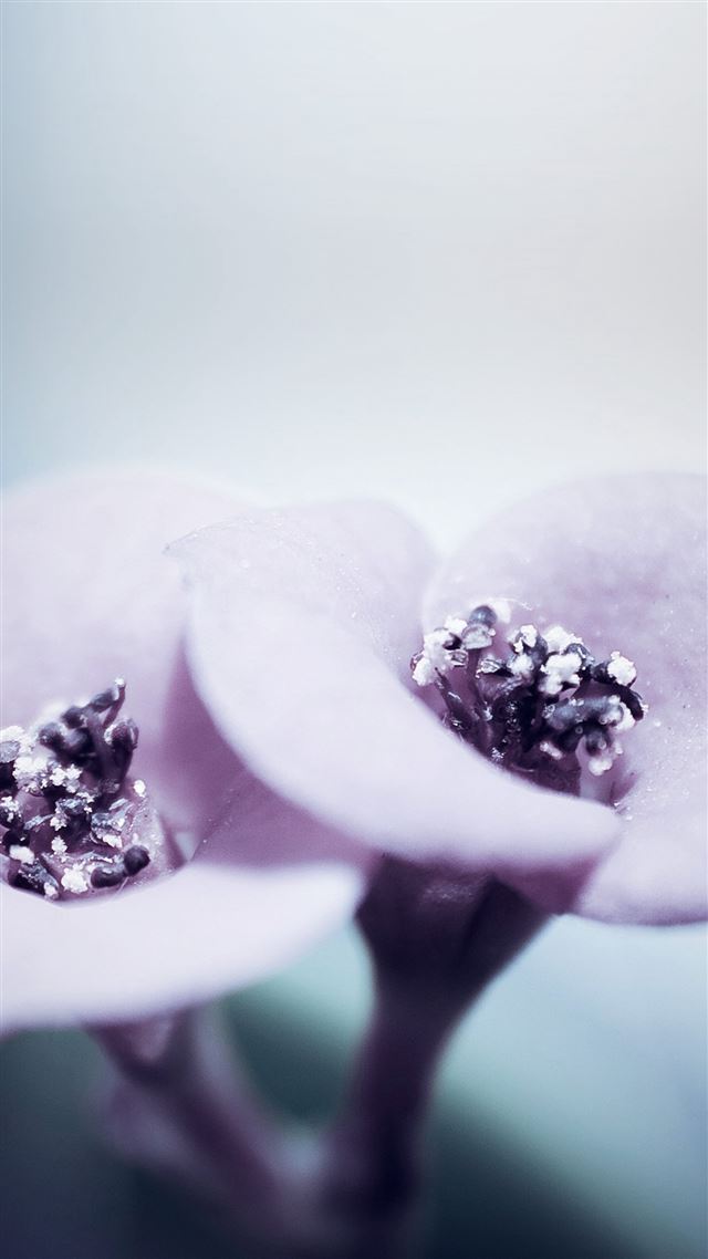 1080x1920 Flower Blue Purple Beautiful Rain Nature - close up iPhone 8 Wallpaper