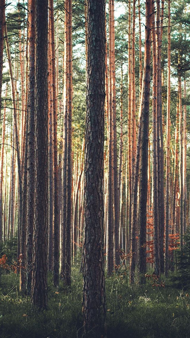 1080x1920 Wood Tree Mountain Summer Nature Green - forest iPhone 8 Wallpaper