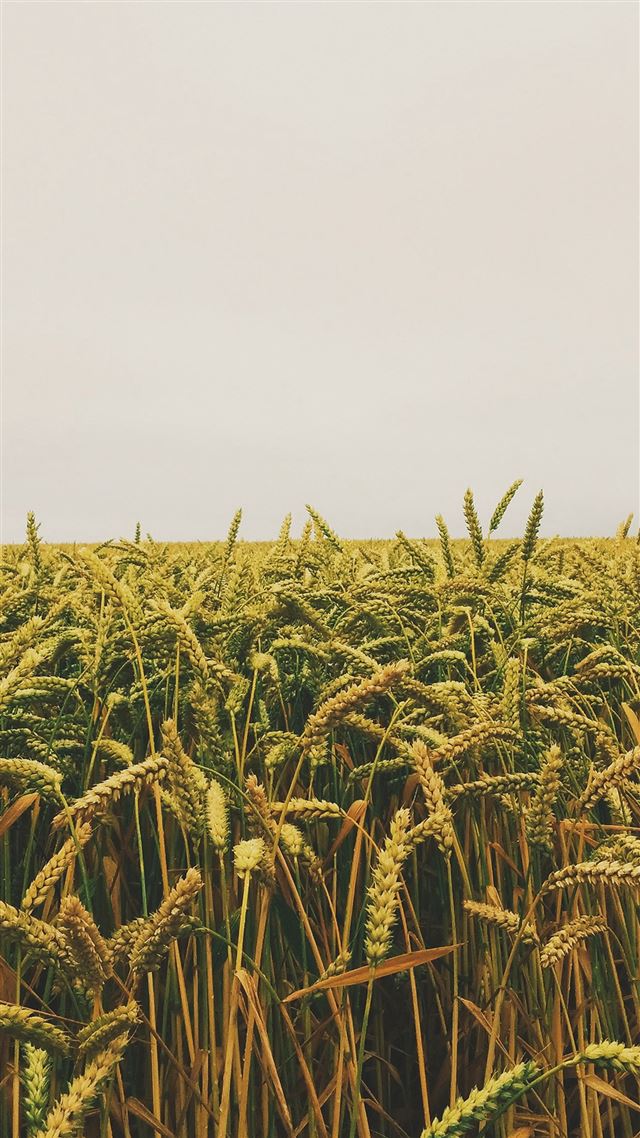 1080x1920 Flower Reed Field Rice Nature Green Yellow - vast iPhone 8 Wallpaper