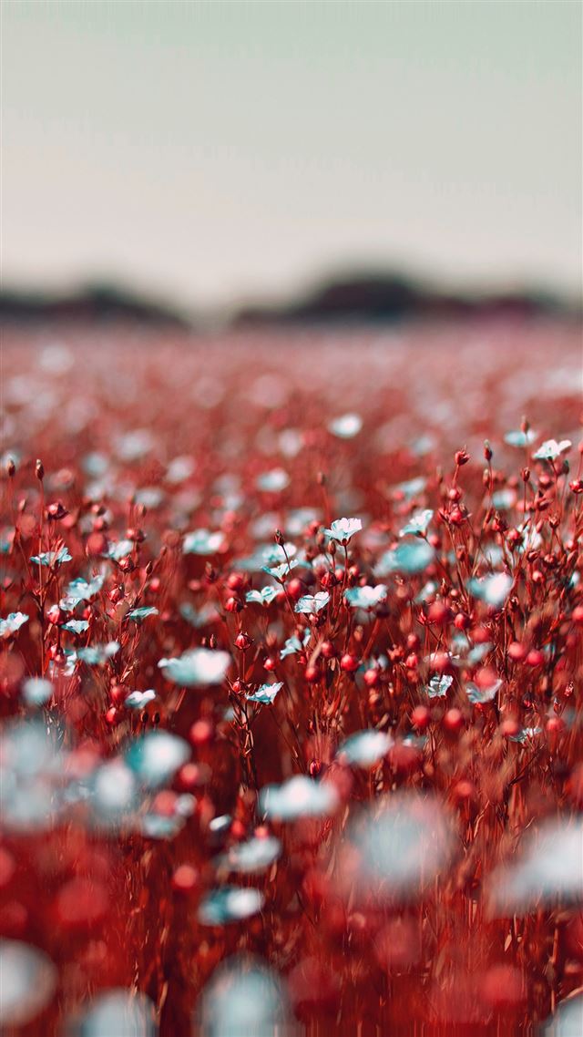 1080x1920 Field Red Cosmos Flower Spring Nature Beautiful - spring iPhone 8 Wallpaper
