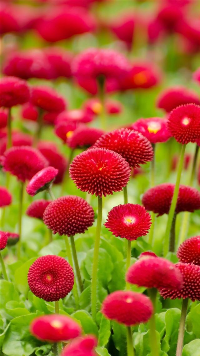 1080x1920 Flower Red Green Spring Bokeh Nature - spring iPhone 8 Wallpaper
