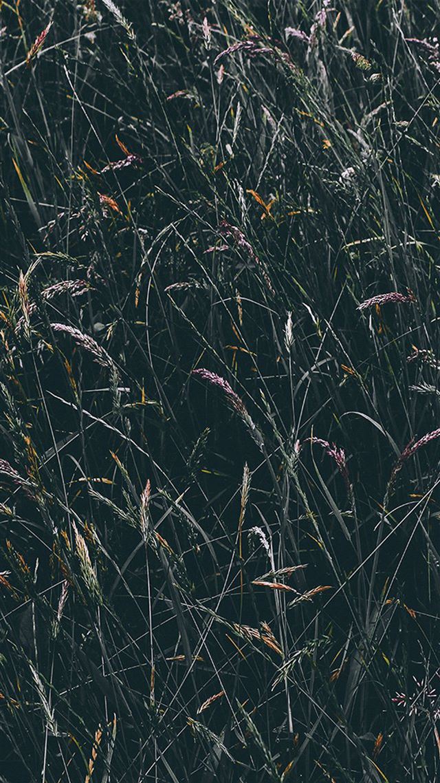 1080x1920 Flower Rye Green Dark Nature - field iPhone 8 Wallpaper