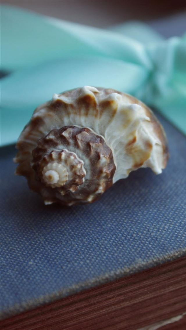 1080x1920 Shell And Blue Ribbon - macro iPhone 8 Wallpaper