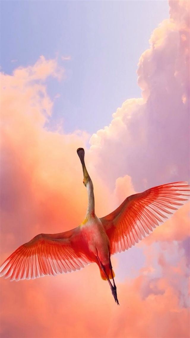1080x1920 Flamingo Bird Flying Sky View - animal iPhone 8 Wallpaper