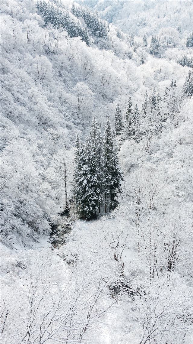 1080x1920 Winter White Snow Wood Forest Mountain - winter iPhone 8 Wallpaper