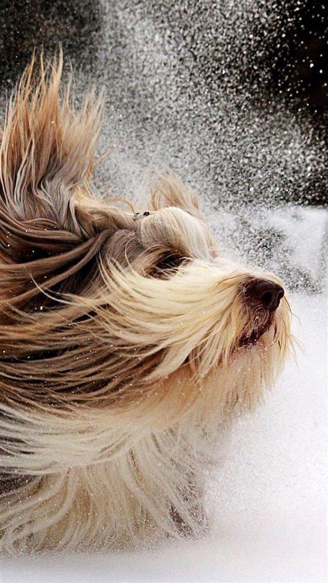 1080x1920 Blowing Snowy Lovely Dog Animal Pet - blowing iPhone 8 Wallpaper