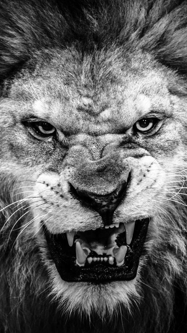 1080x1920 Dark Fierce Lion Face Macro -  iPhone 8 Wallpaper