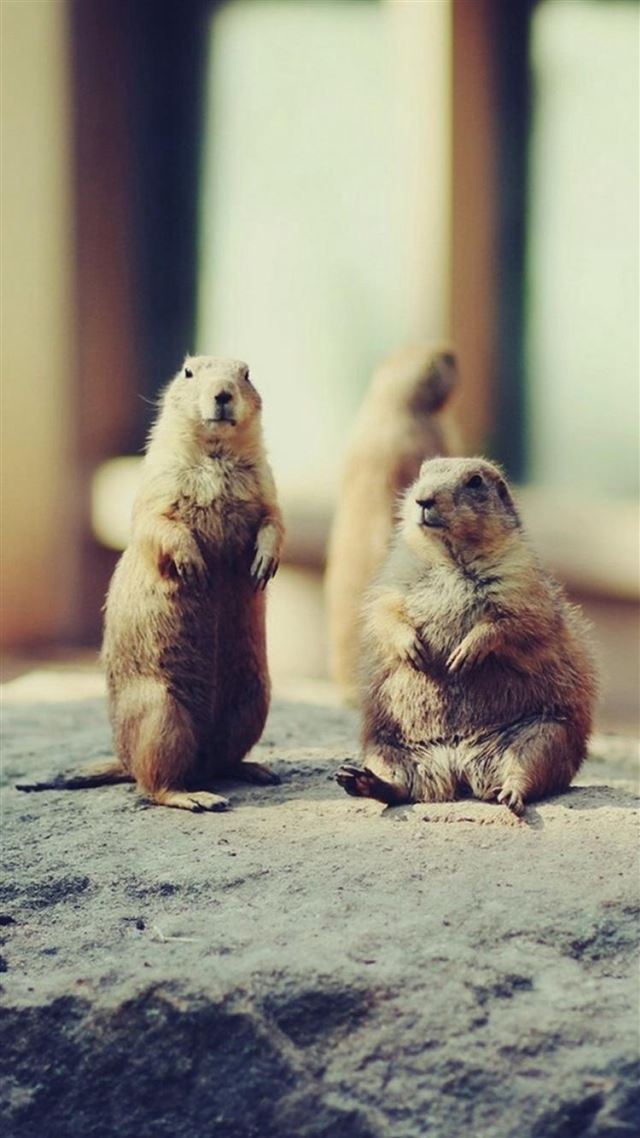 1080x1920 Playing Brown Squirrel Animal - rock iPhone 8 Wallpaper