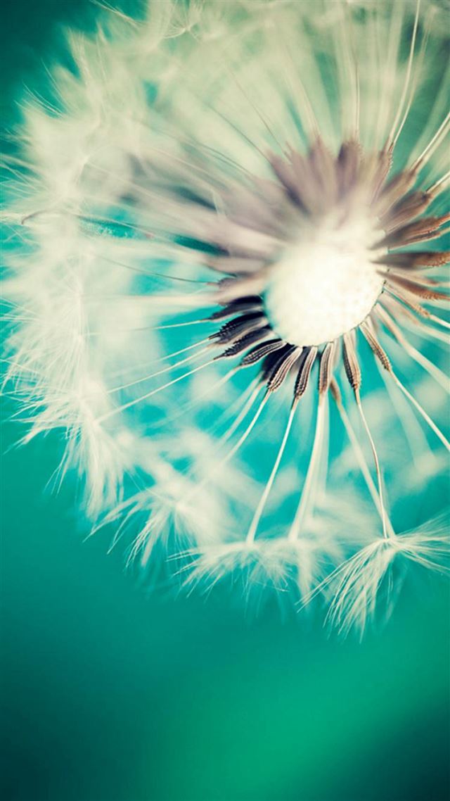 1080x1920 Pure Green Dandelion Pure Bokeh Macro -  iPhone 8 Wallpaper