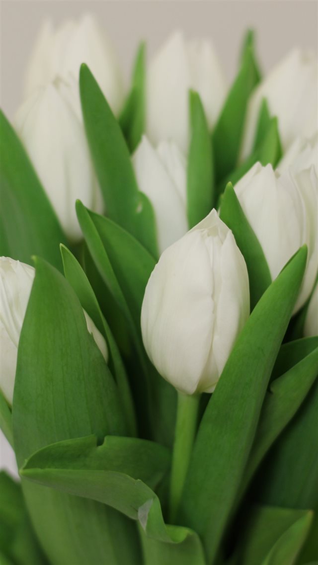 1080x1920 Tulips Flowers Bouquet White -  iPhone 8 Wallpaper