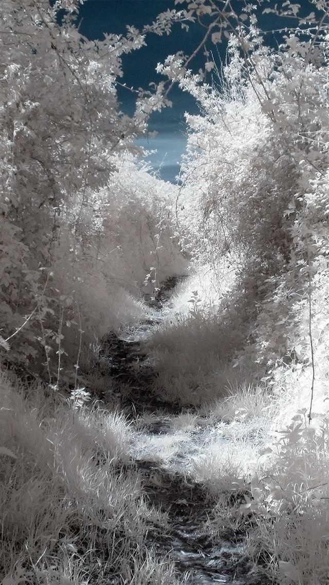 1080x1920 White Wood Mountain Tree Snow Winter Nature - path iPhone 8 Wallpaper
