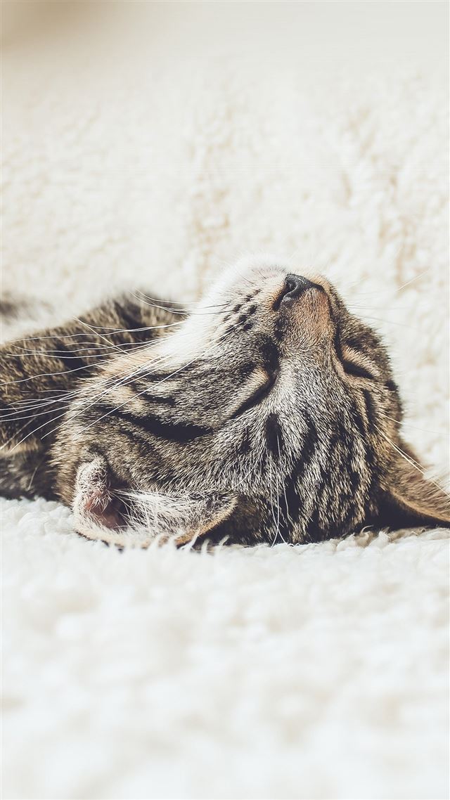 1080x1920 Animal Cute Pet Kitten Nap Sleep - brown iPhone 8 Wallpaper