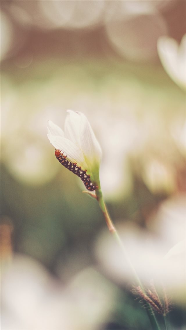 1080x1920 Nature Carpenterworm Adhering Pure Flower Bud - brown iPhone 8 Wallpaper