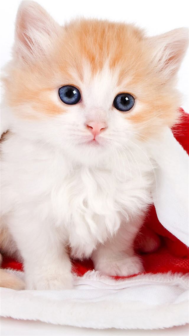1080x1920 Cute Lovely Christmas Hat Kitten - lovely iPhone 8 Wallpaper