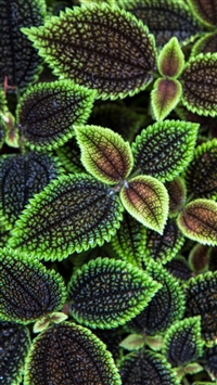 Nature Leaves Texture Surface Ribbed wallpaper