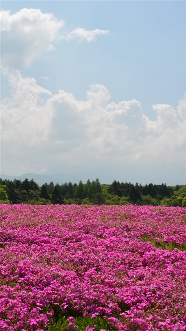 1080x1920 Field Flowers Pink Summer - garden iPhone 8 Wallpaper