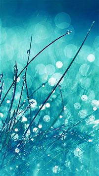 Grass Dew Flower Nature wallpaper