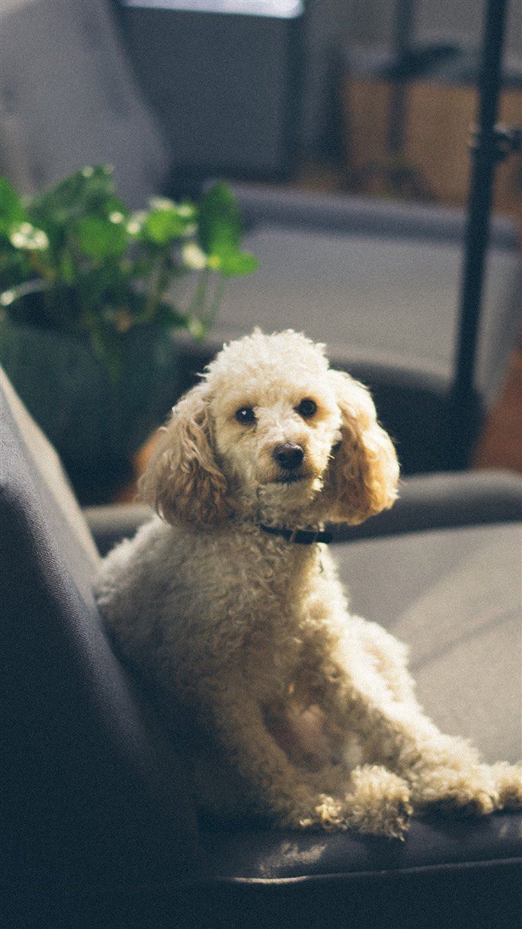 Roy Sofa Dog Pet Animal Cute iPhone 8 Wallpapers Free Download