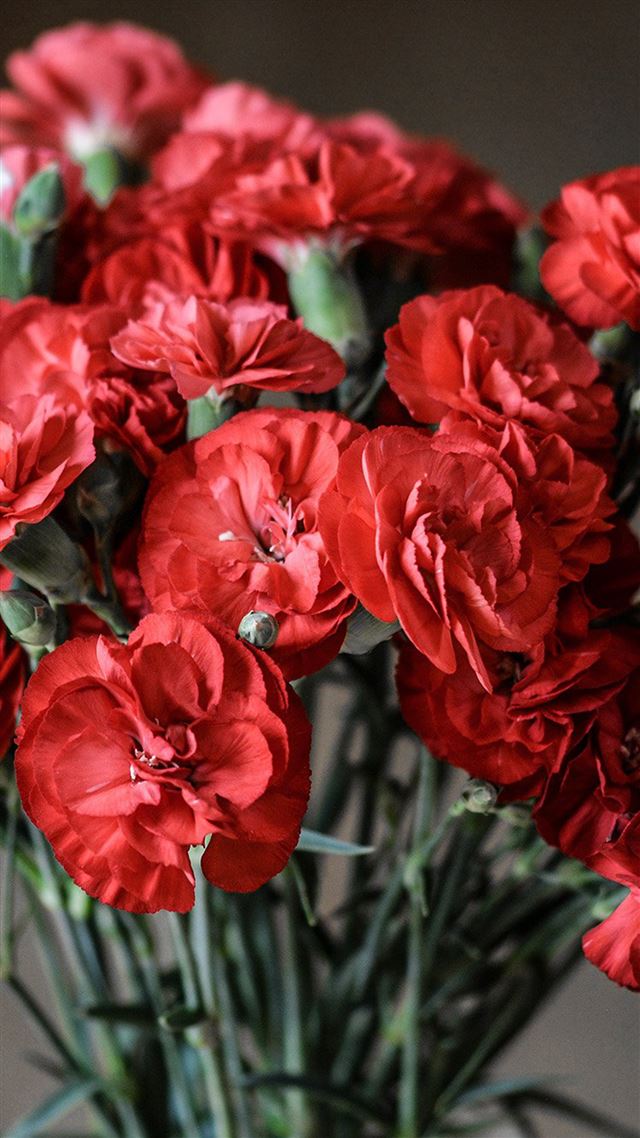 1080x1920 Flower Red Blossom Spring - blossom iPhone 8 Wallpaper