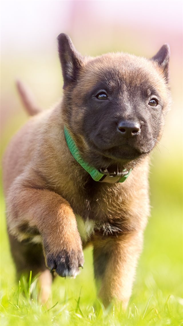 1080x1920 Puppy Dog Collar - running iPhone 8 Wallpaper