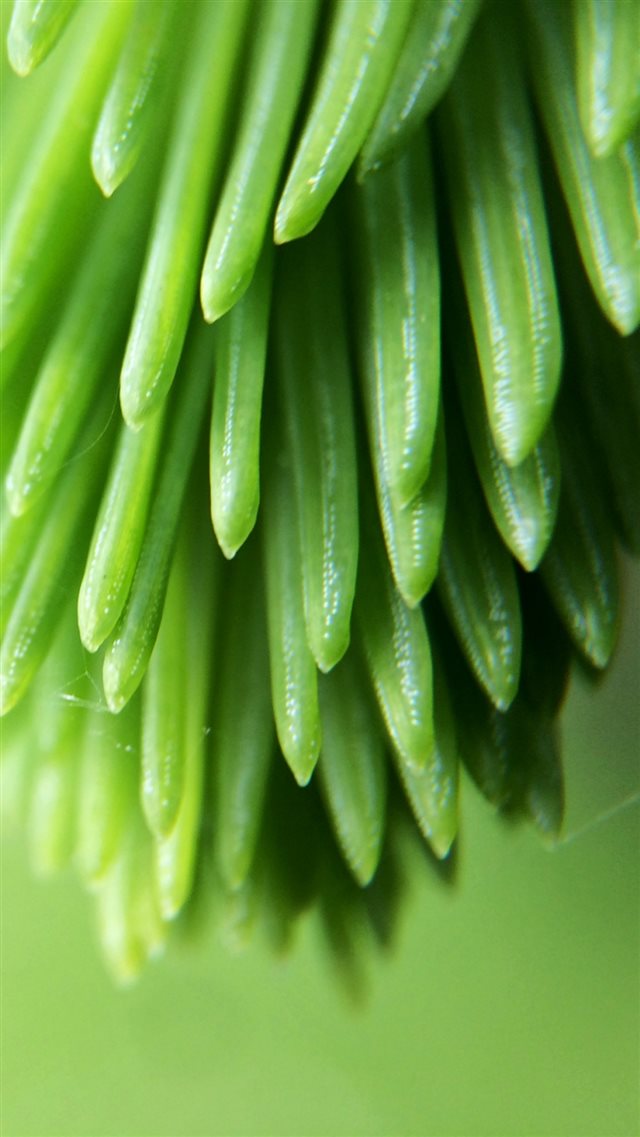 1080x1920 Plant Branch Close Up Blurred - close up iPhone 8 Wallpaper