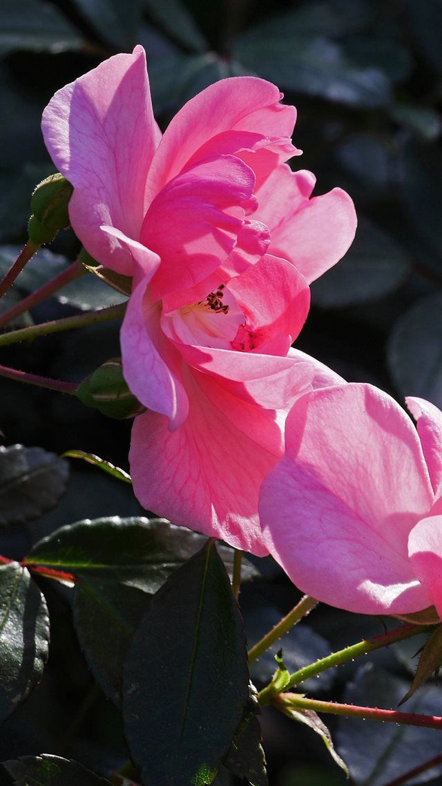 1080x1920 Rose Bush Branches Leaves Buds - petal iPhone 8 Wallpaper