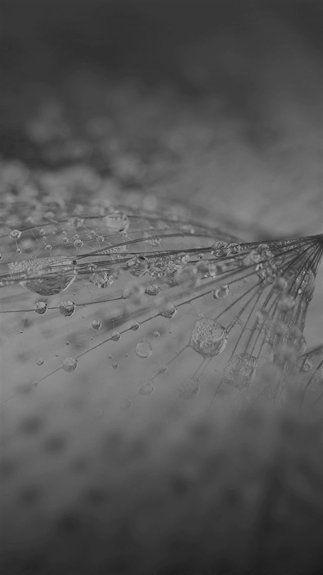 1080x1920 Nature Rain Drop Flower Dark Bw Pattern - macro iPhone 8 Wallpaper