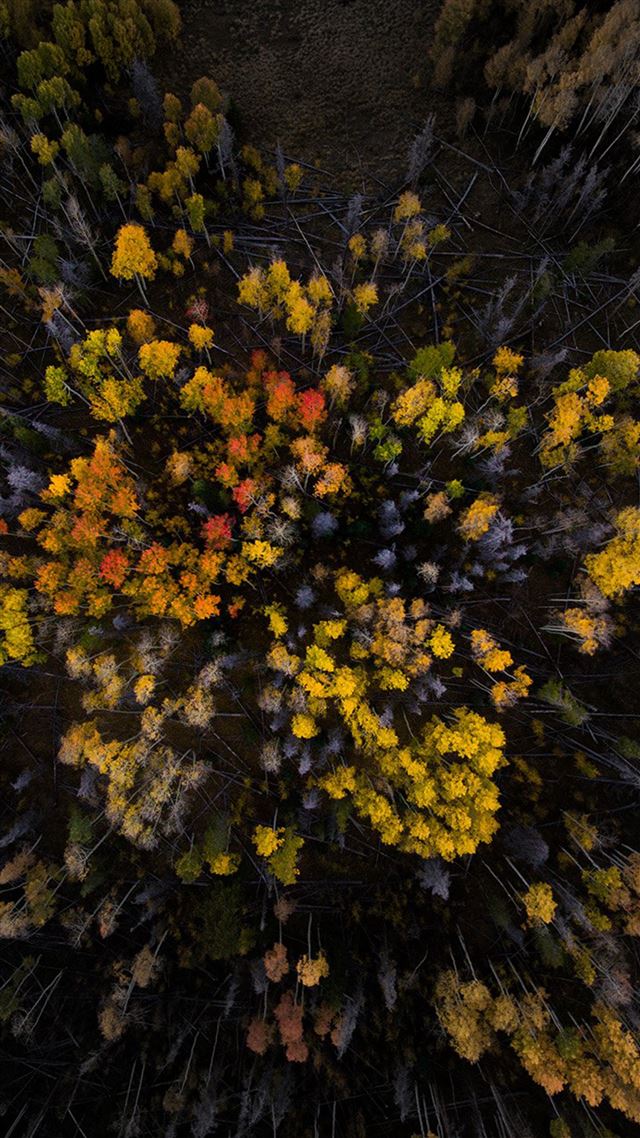 1080x1920 wood Mountain Top Sky Color Fall - color iPhone 8 Wallpaper
