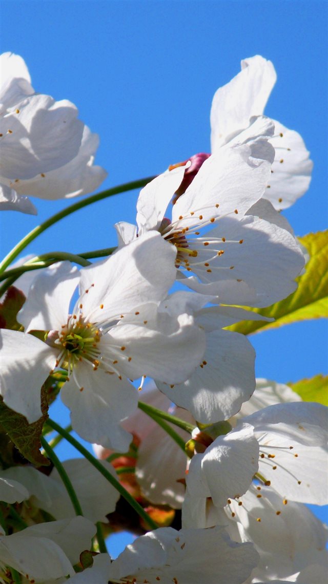 1080x1920 Tree Cherry Spring Flowers Flowering - spring iPhone 8 Wallpaper