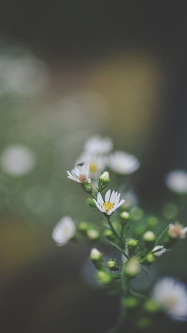 1080x1920 Bokeh Flower Nature Dark -  iPhone 8 Wallpaper