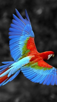 Brazil Parrot Colorful Feather wallpaper