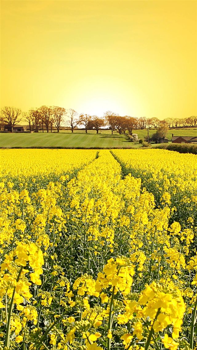 1080x1920 Golden Canola Flowers - field iPhone 8 Wallpaper