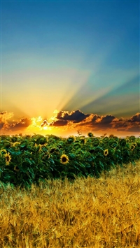 Natural Scenery Sunflowers wallpaper