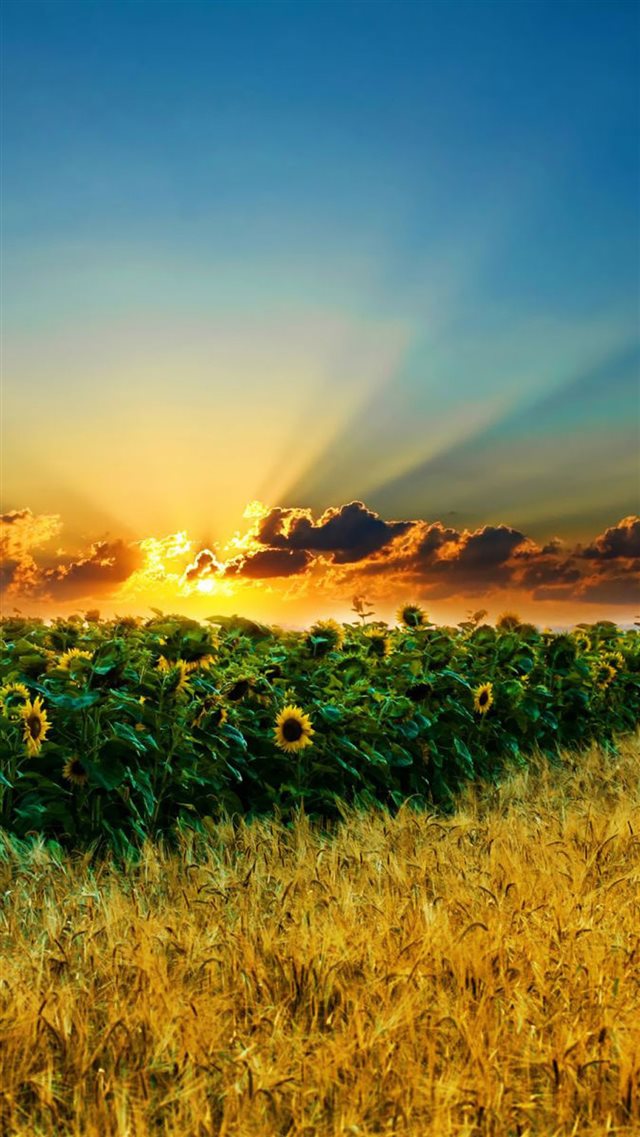 1080x1920 Natural Scenery Sunflowers - brown iPhone 8 Wallpaper