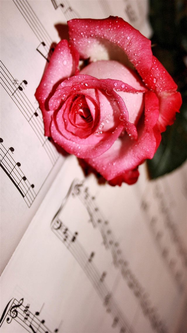 1080x1920 Dew Red Rose Lying Music Score - rose iPhone 8 Wallpaper
