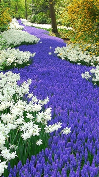 Nature Purple And White Flowers Field wallpaper