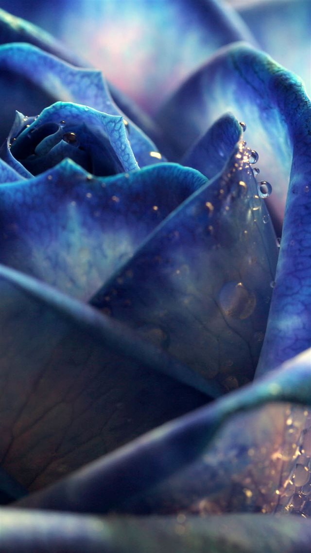1080x1920 Blue Dew Rose Bloomy Bud Macro - macro iPhone 8 Wallpaper