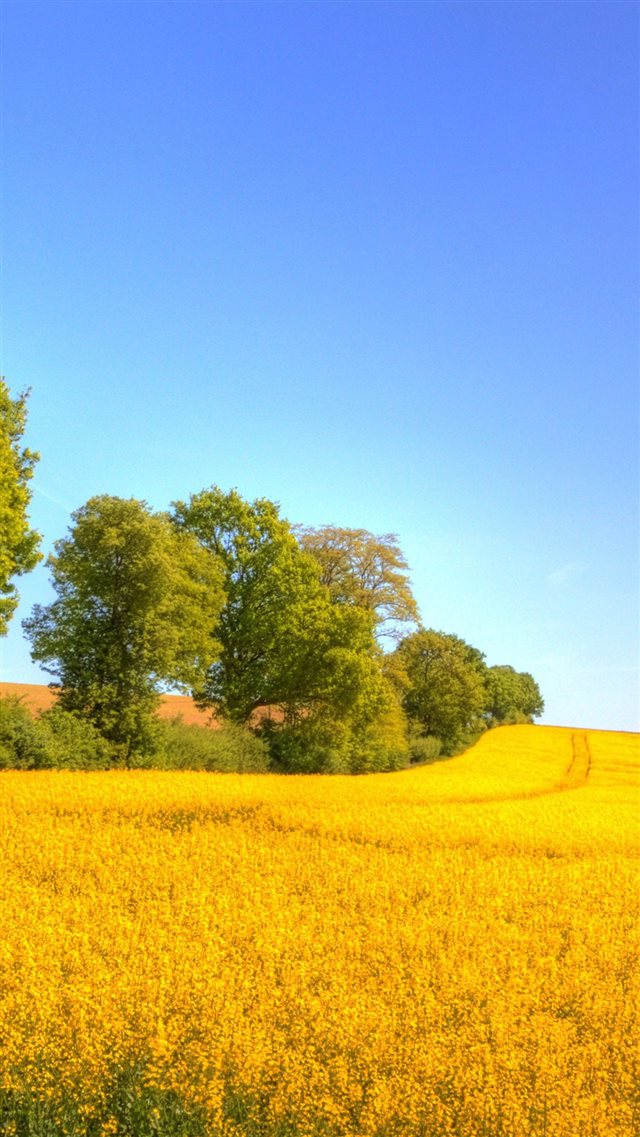1080x1920 Nice Rapeseed Golden Field - gray iPhone 8 Wallpaper