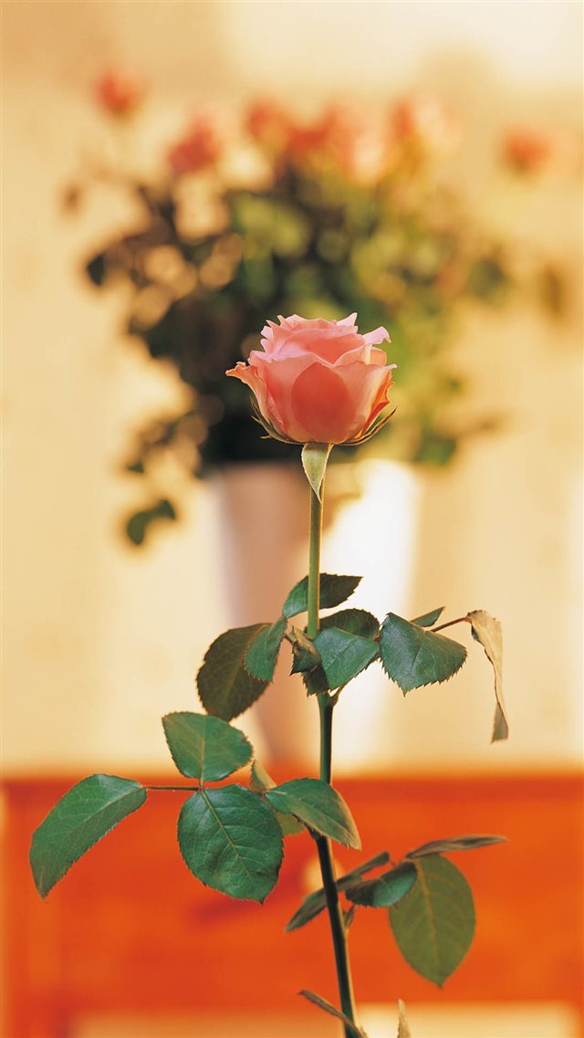 1080x1920 Pure Elegant Pink Rose Vase Bokeh Blurry - beautiful iPhone 8 Wallpaper