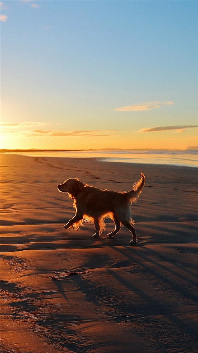 750x1334 Lonely Walking Dog Sea Beach - shadow iPhone 8 Wallpaper