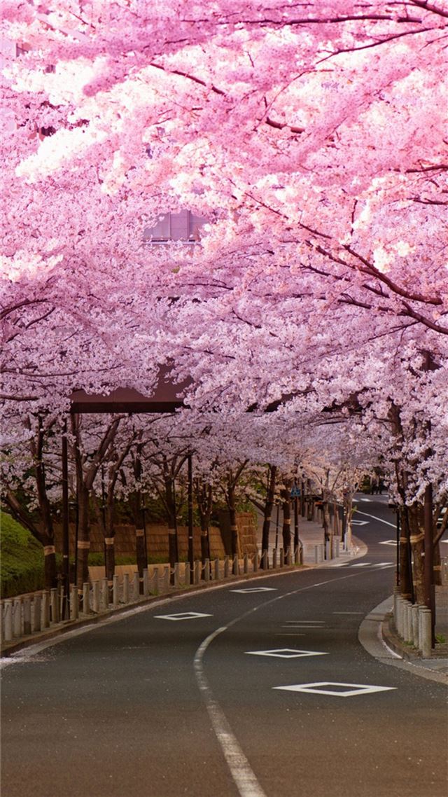 1080x1920 Bright Cherry Blossom Road - road iPhone 8 Wallpaper
