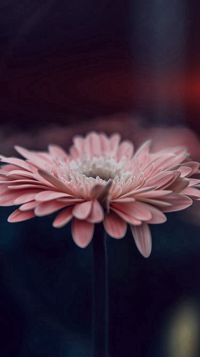 1080x1920 Flower Blue Calm Nature Bokeh - close up iPhone 8 Wallpaper