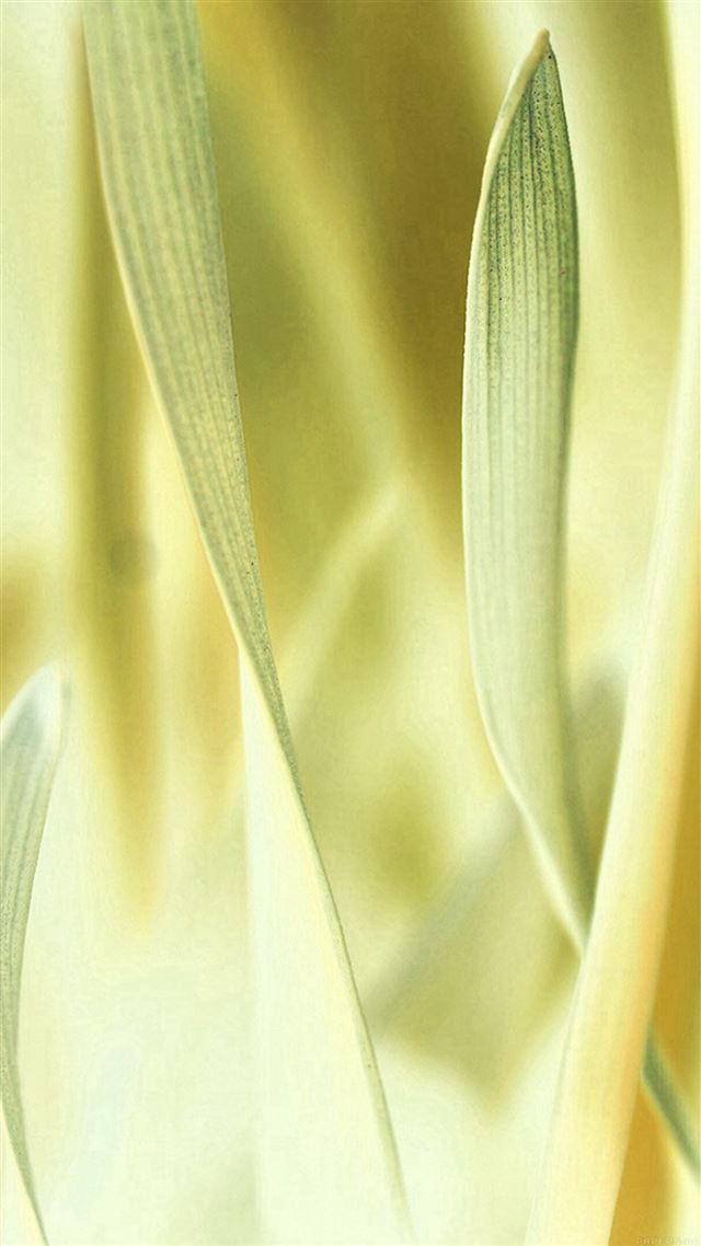 1080x1920 Leaf Grass White Bokeh Nature - gray iPhone 8 Wallpaper